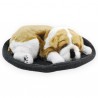 Perro Bulldog En Camita Con Ronquido